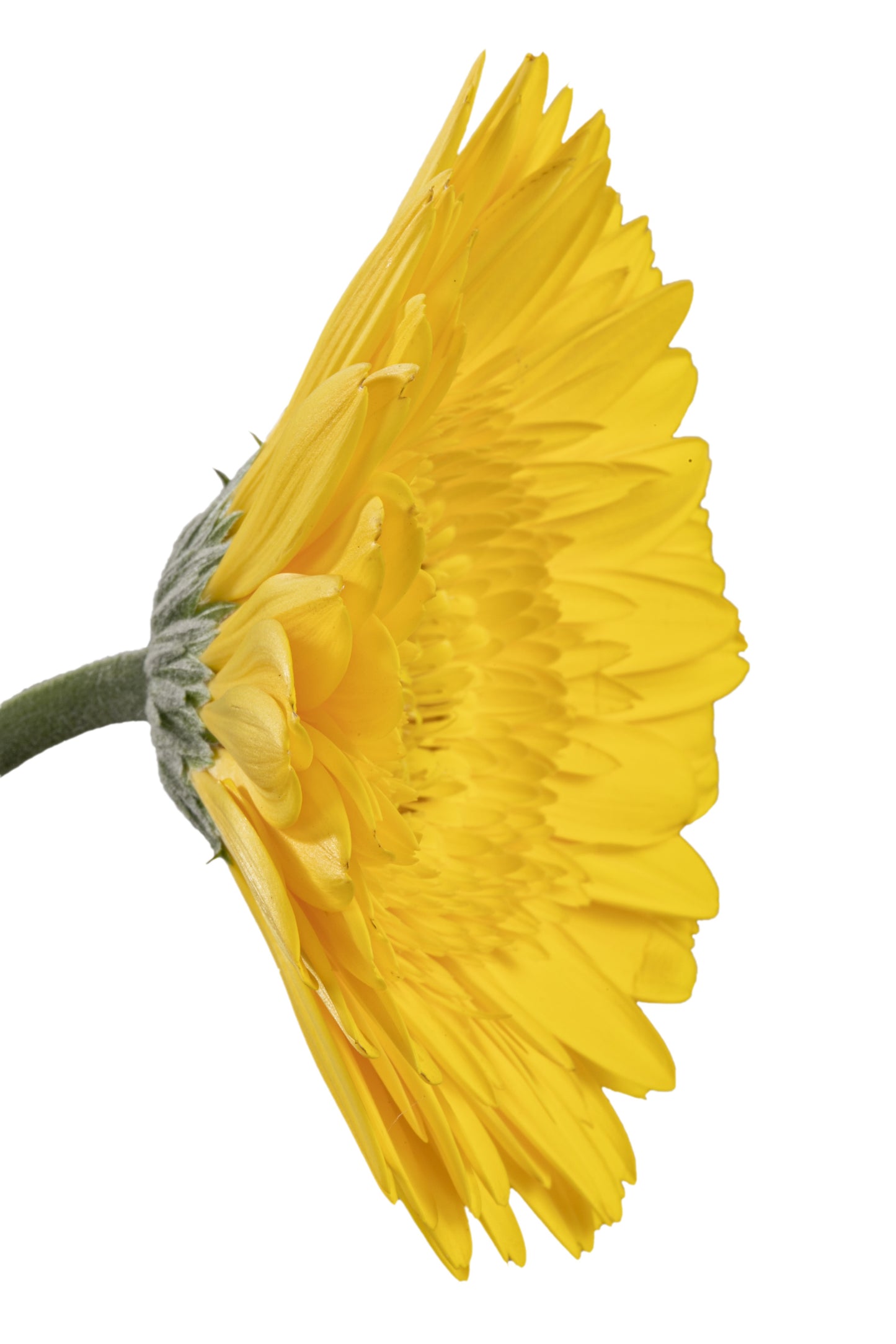 MIMOSA