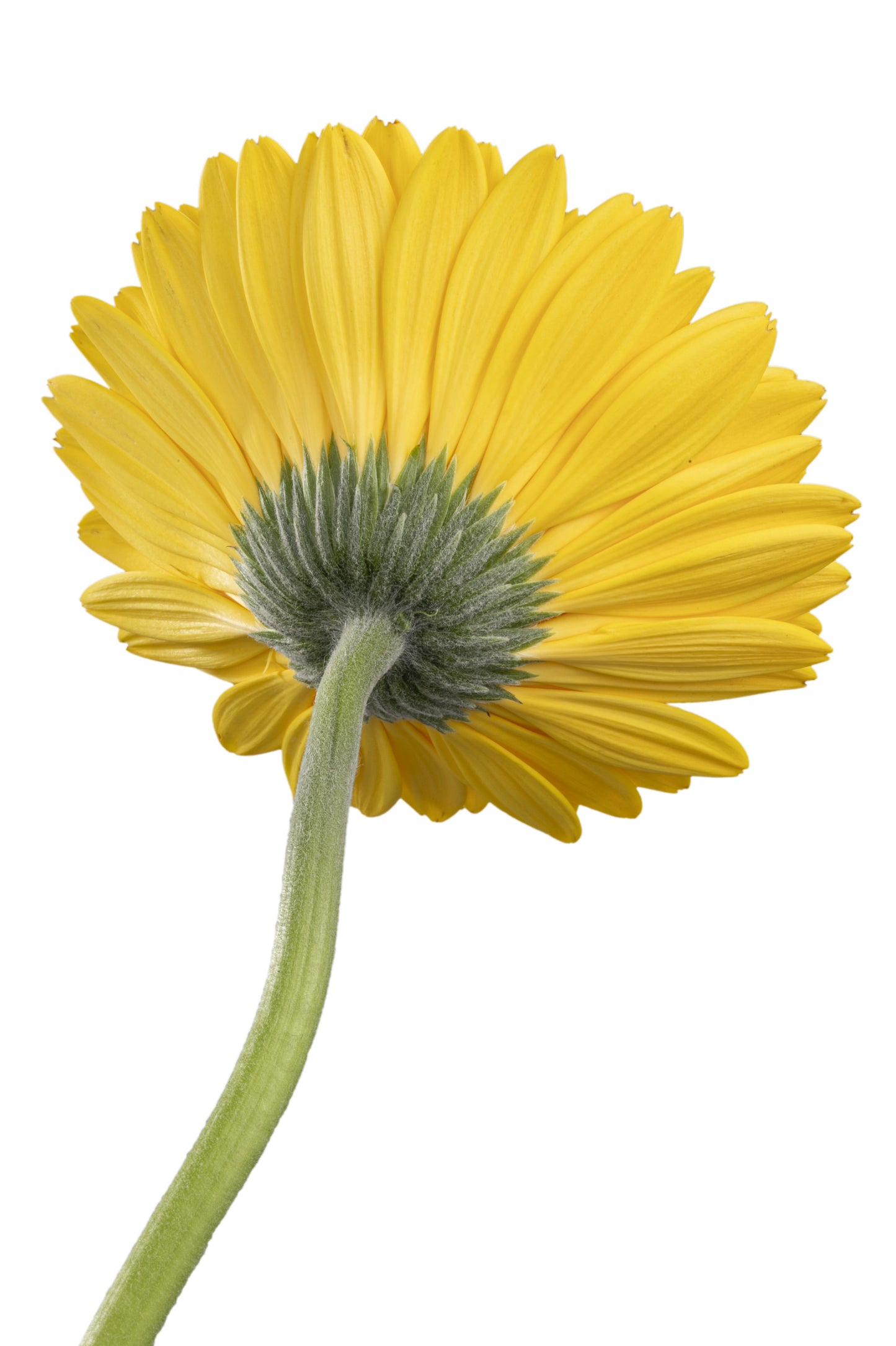 MIMOSA