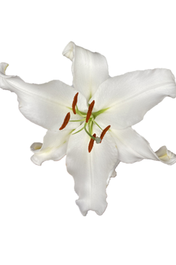 ORIENTAL LILY MONTENEU