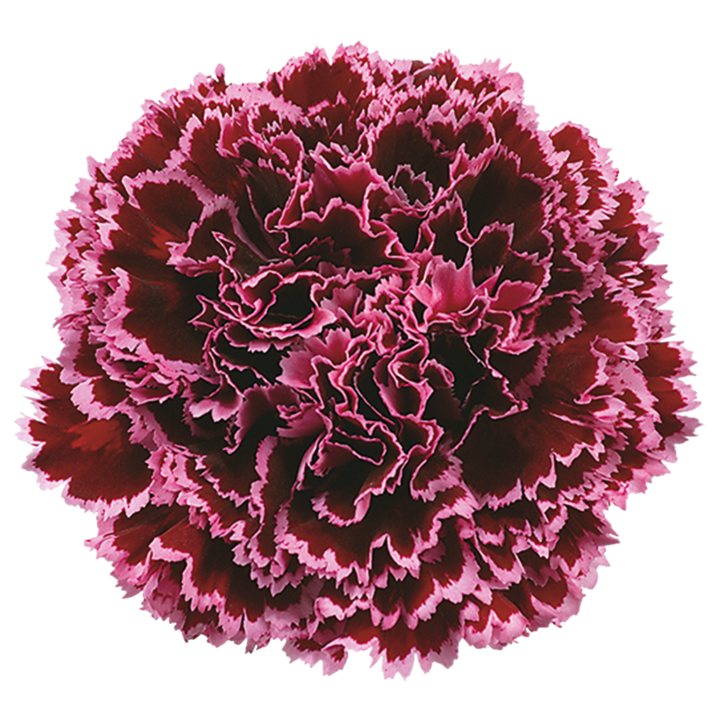 NOBBIO BURGUNDY