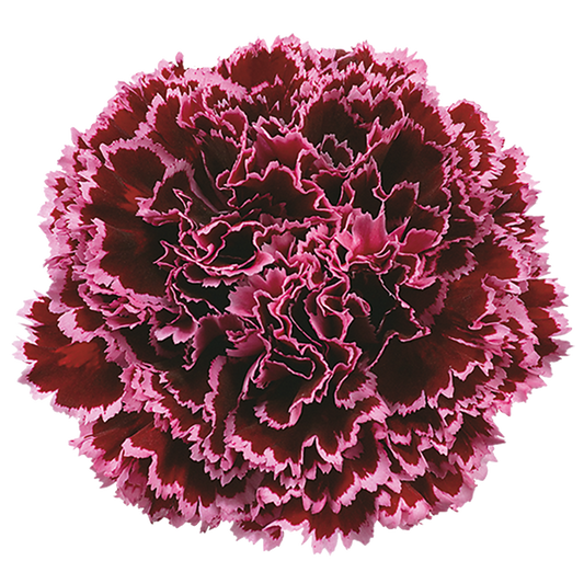NOBBIO BURGUNDY