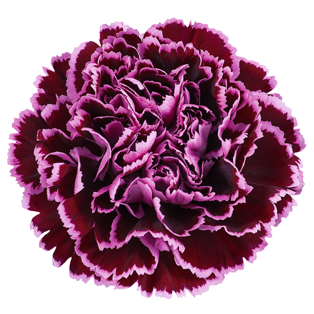 NOBBIO CROCHET