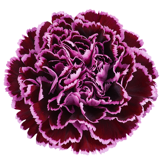 NOBBIO CROCHET