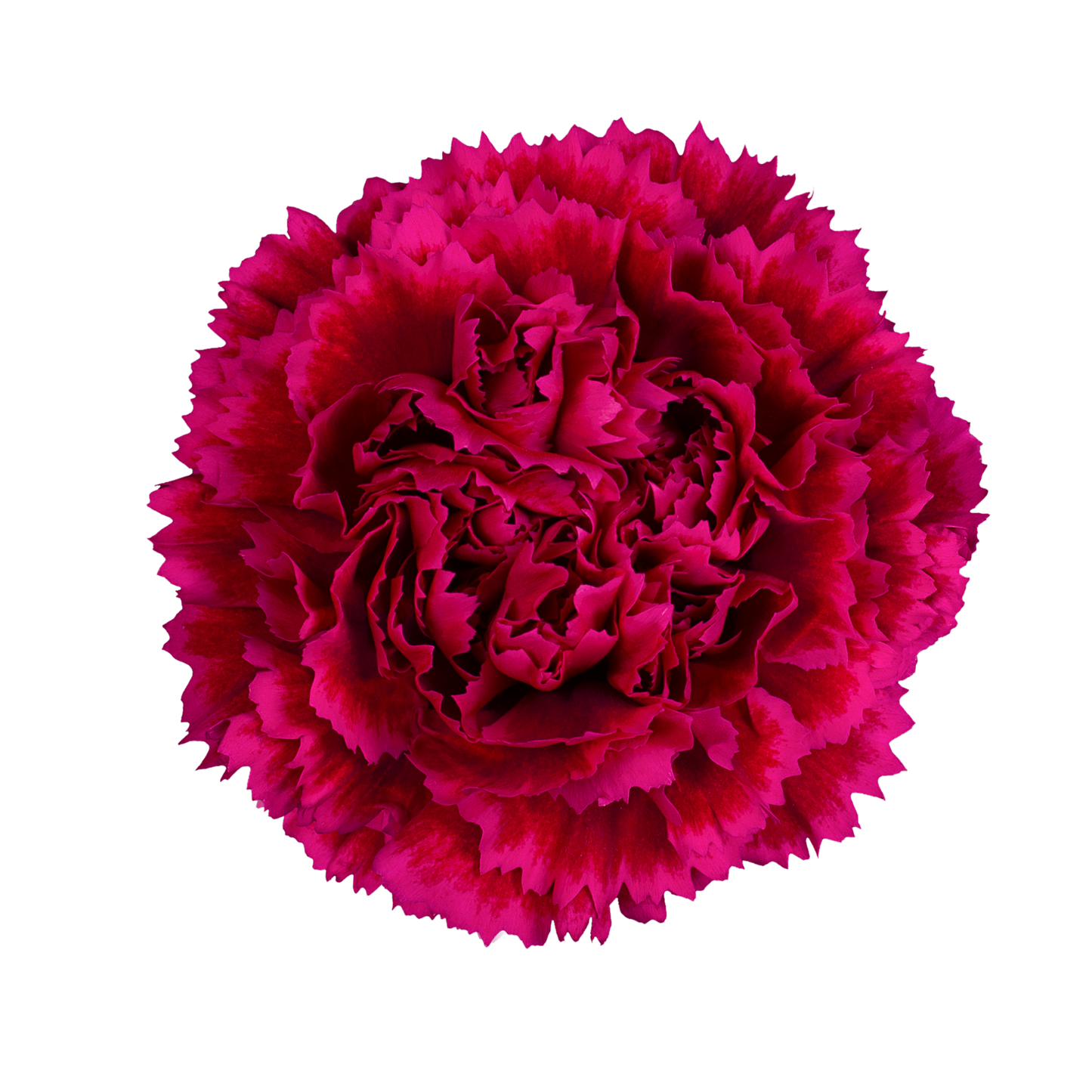 NOBBIO DOLCE NERO