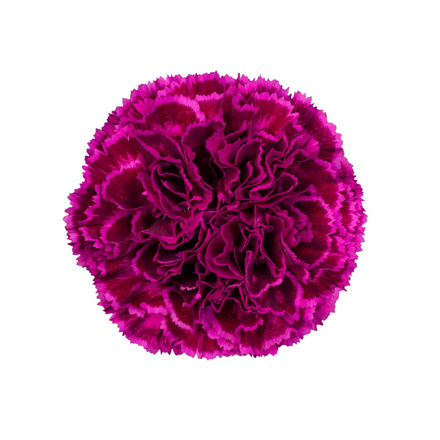 NOBBIO VIOLET