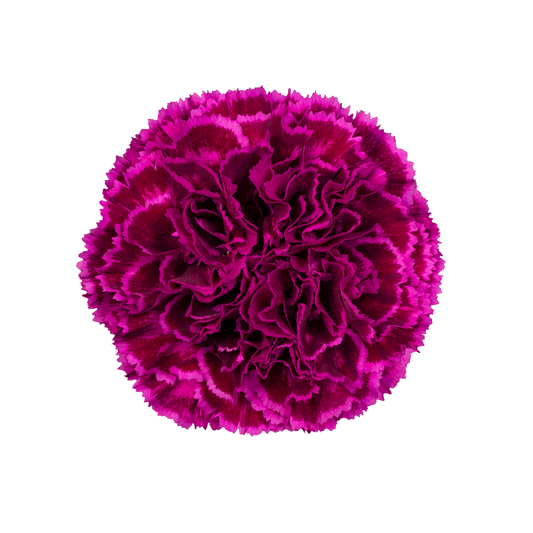 NOBBIO VIOLET