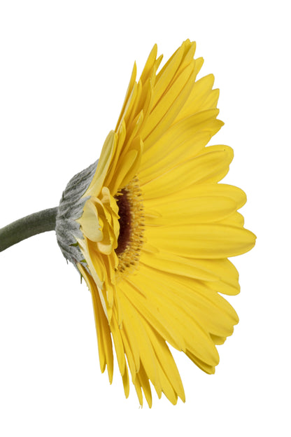 PIA