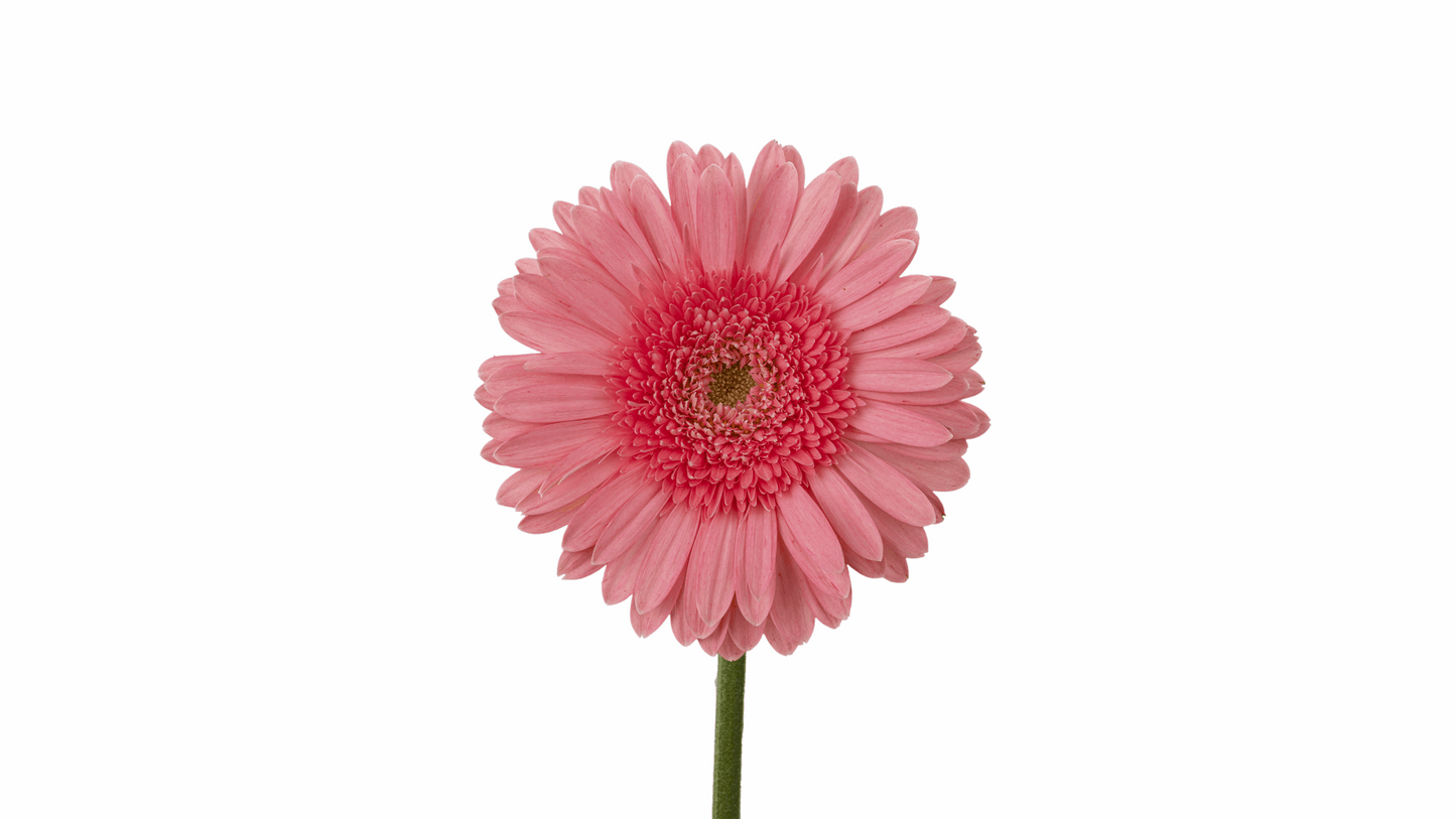 PINK ELEGANCE