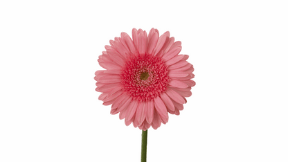 PINK ELEGANCE