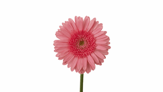 PINK ELEGANCE