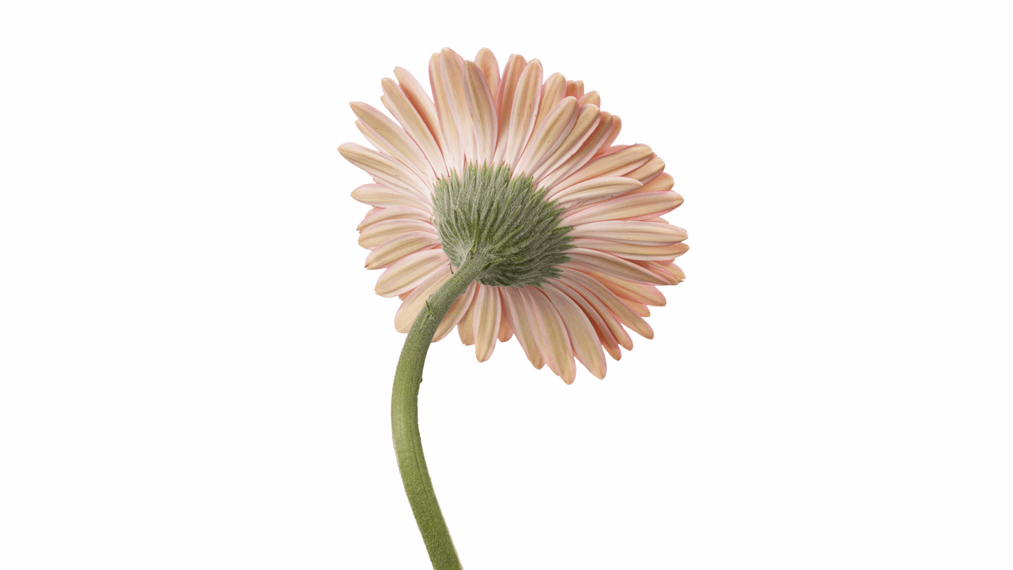 PINK ELEGANCE