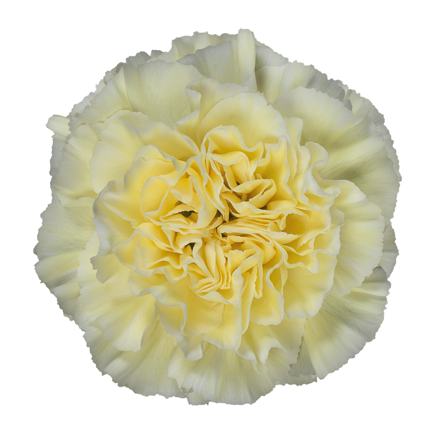 POLIMNIA
