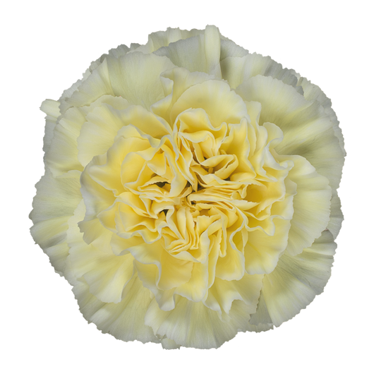 POLIMNIA