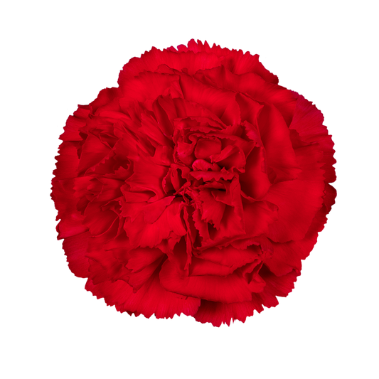 POMODORO