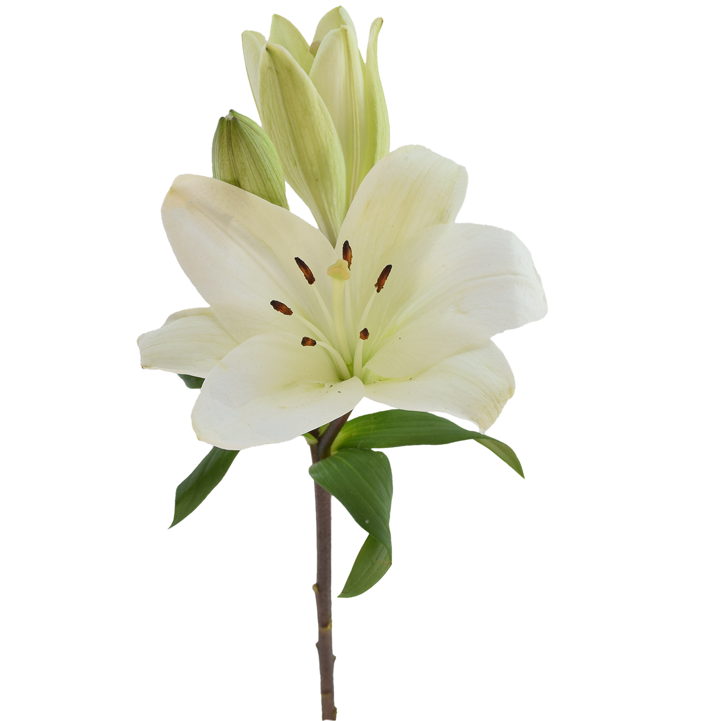 ORIENTAL LILY PREMIUM BLOND