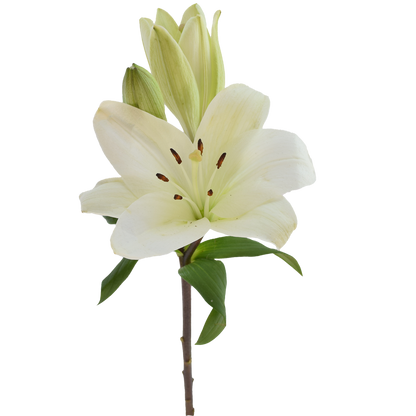 ORIENTAL LILY PREMIUM BLOND
