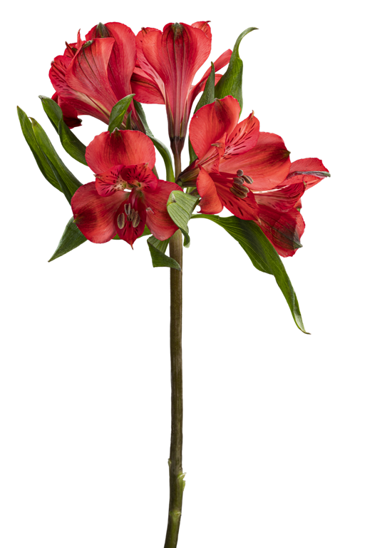 RED DELIGHT