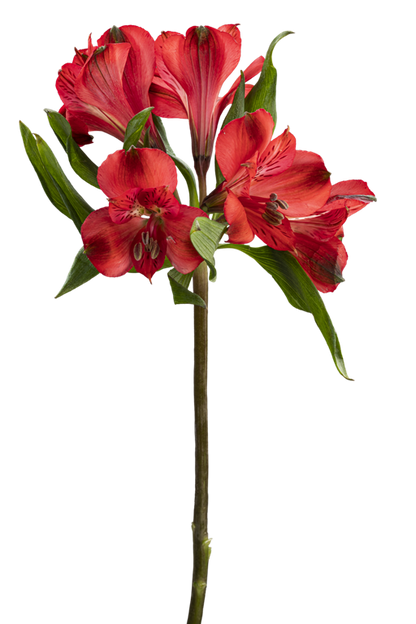 RED DELIGHT