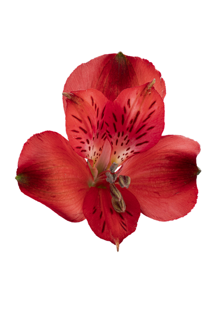 RED DELIGHT