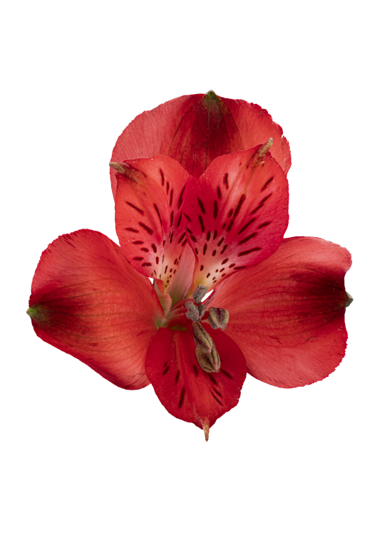 RED DELIGHT