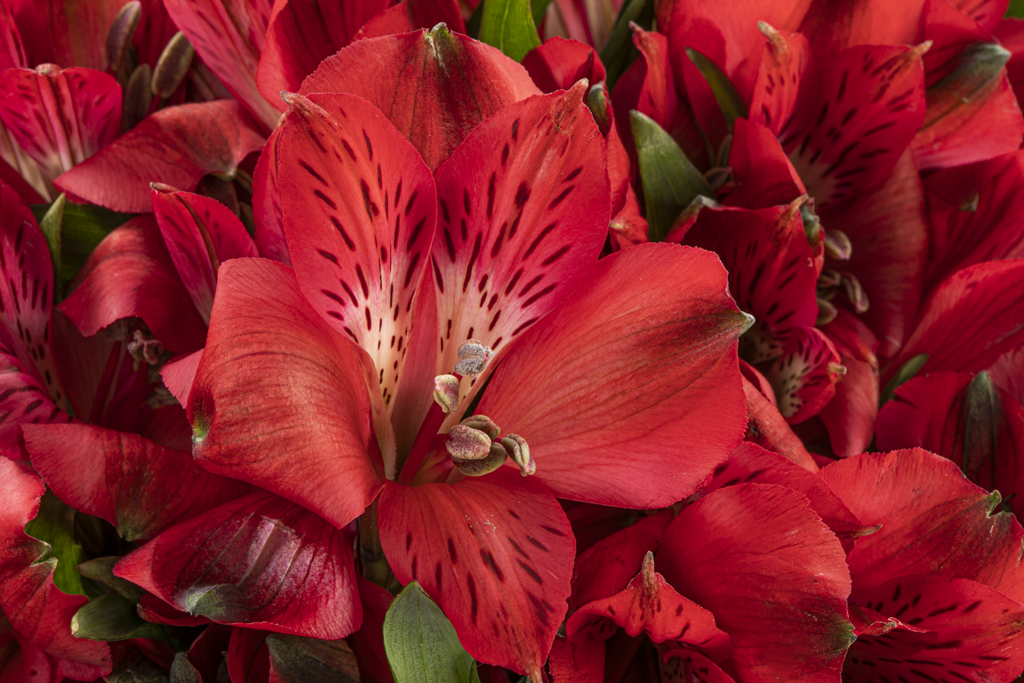 RED DELIGHT