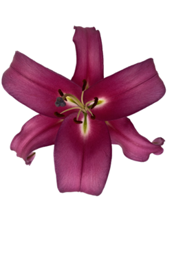 ORIENTAL LILY ROBINA