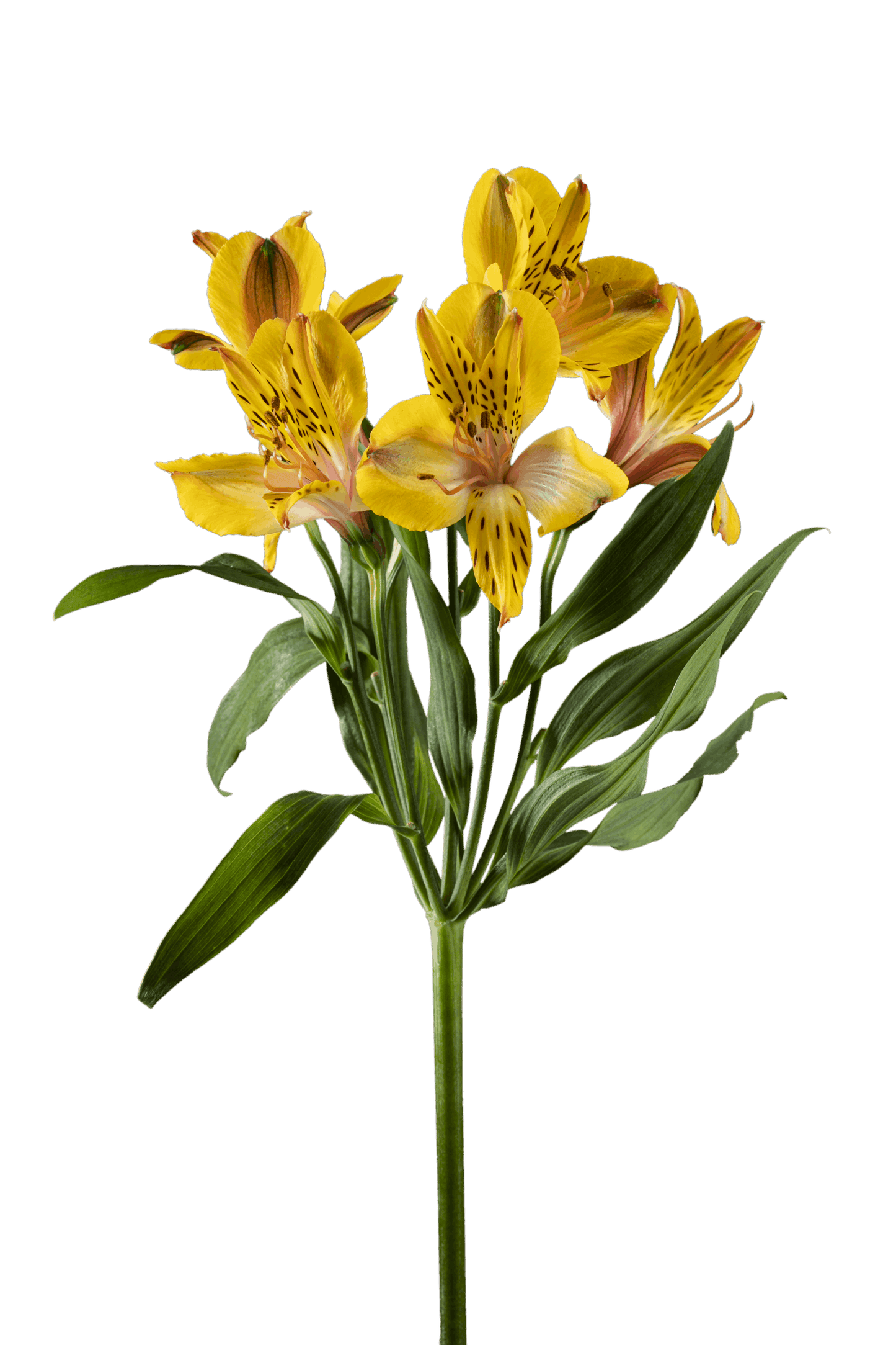 SENNA