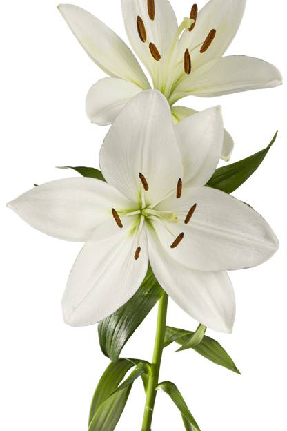 ASIATIC LILY WHITE SOUND