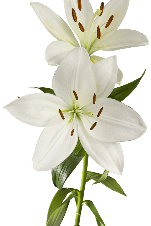 ASIATIC LILY WHITE SOUND