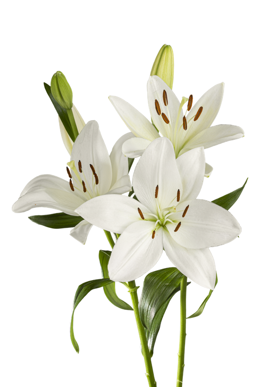 ASIATIC LILY WHITE SOUND