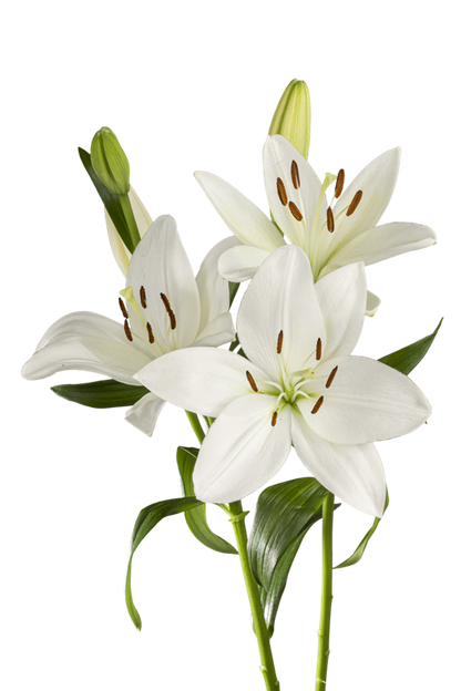 ASIATIC LILY WHITE SOUND