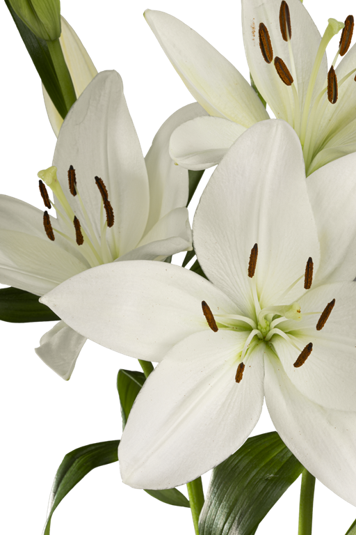 ASIATIC LILY WHITE SOUND