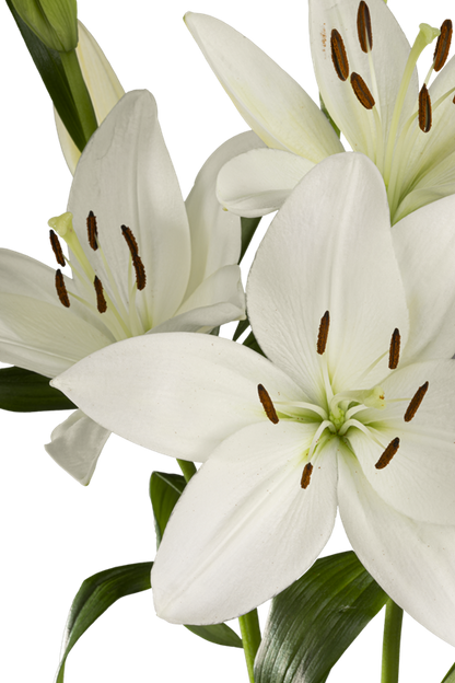 ASIATIC LILY WHITE SOUND