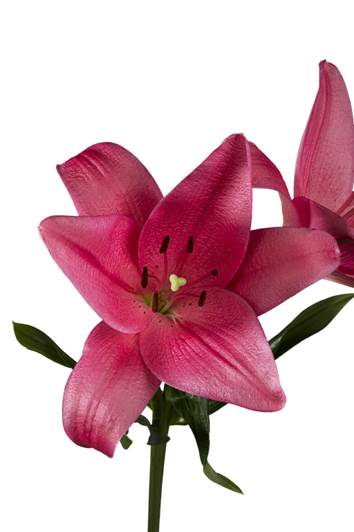 ASIATIC LILY YERSEKE