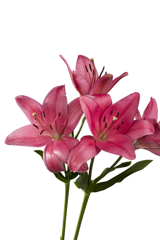 ASIATIC LILY YERSEKE