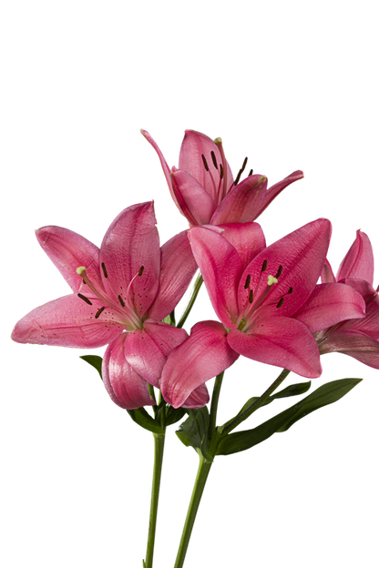 ASIATIC LILY YERSEKE