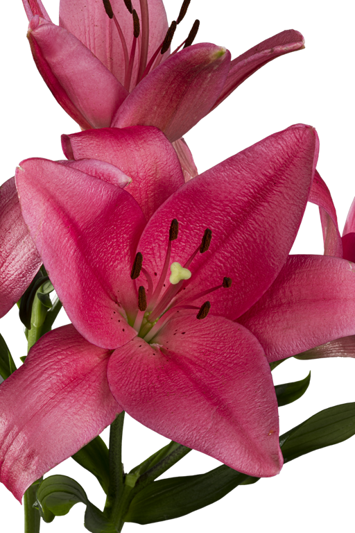 ASIATIC LILY YERSEKE