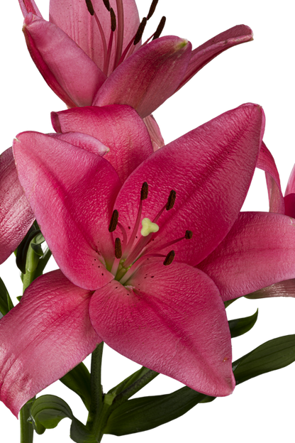 ASIATIC LILY YERSEKE