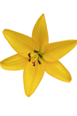 ASIATIC LILY YELLOW DIAMOND