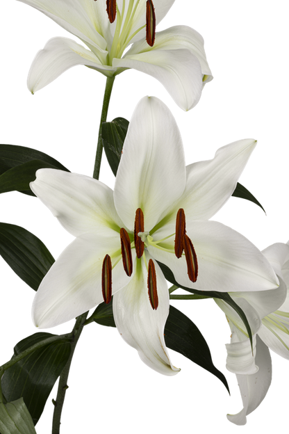 ORIENTAL LILY ZAMBESI