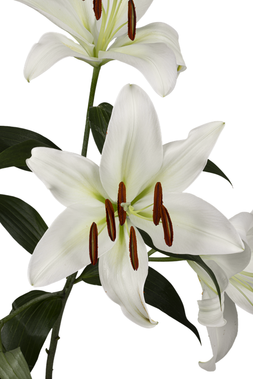 ORIENTAL LILY ZAMBESI