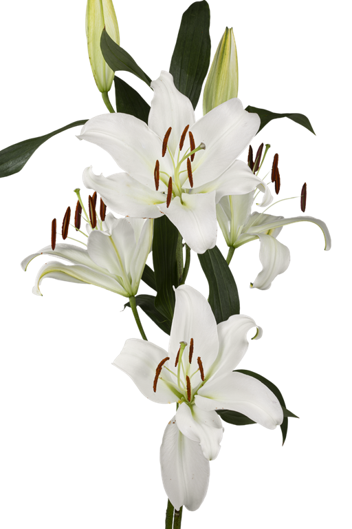 ORIENTAL LILY ZAMBESI