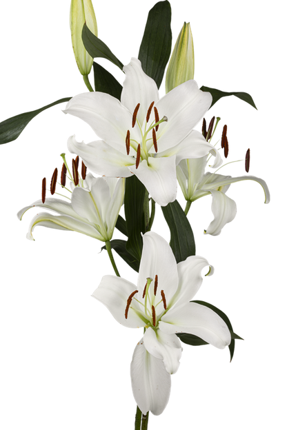 ORIENTAL LILY ZAMBESI