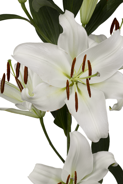 ORIENTAL LILY ZAMBESI