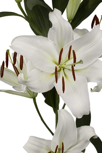 ORIENTAL LILY ZAMBESI