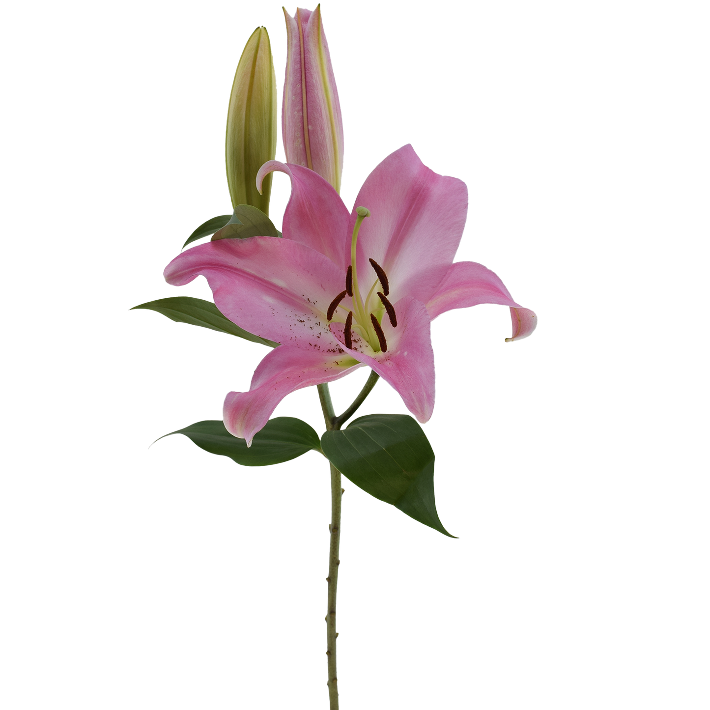 ASIATIC LILY TIRRENO