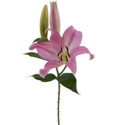 ASIATIC LILY TIRRENO
